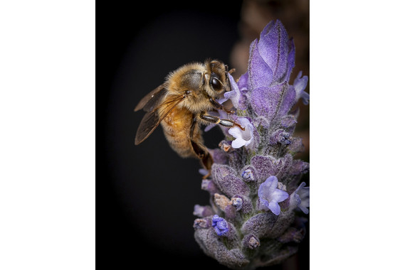 <p>3rd - A Grade: Open Print - Bee <small>© Neil Anderson</small></p>
