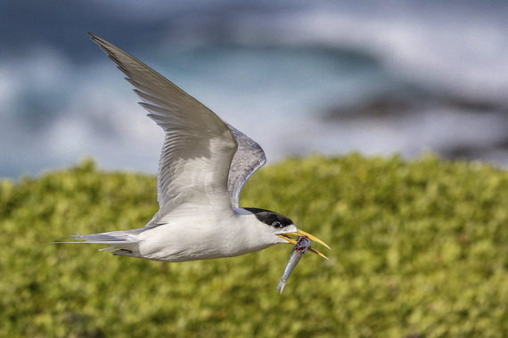 <p>1st - A Grade: Open Digital - Crested Tern with Catch <small>© Wade Buchan</small></p>
