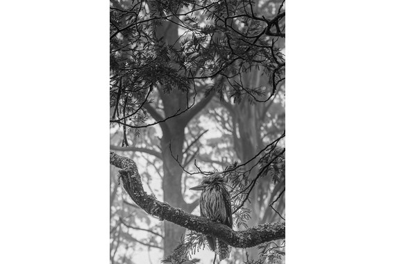 <p>HC - B Grade: Set Digital - Serenity <small>© Wendy Rowe</small></p>
