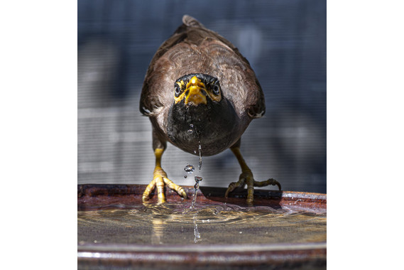 <p>HC - A Grade: Open Digital - It is 36 degrees and I need a drink <small>© Ian Gofton</small></p>
