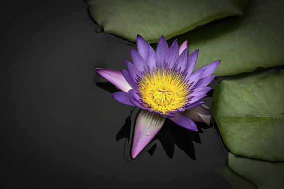 <p>2nd - B Grade: Open Digital - Blue Water Lily <small>© Michael Costa</small></p>
