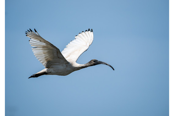 <p>HC - A Grade: Open Digital - Threskiornis Molucca <small>© Leo Loque</small></p>
