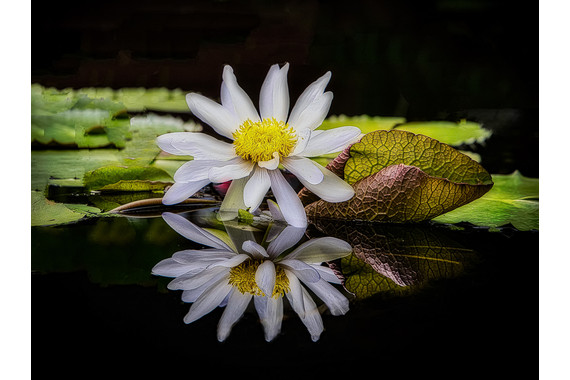 <p>1st - B Grade: Open Digital - Reflection <small>© Michael Costa</small></p>
