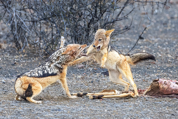 <p>HC - A Grade: Open Digital - Jackal Spat <small>© Wade Buchan</small></p>
