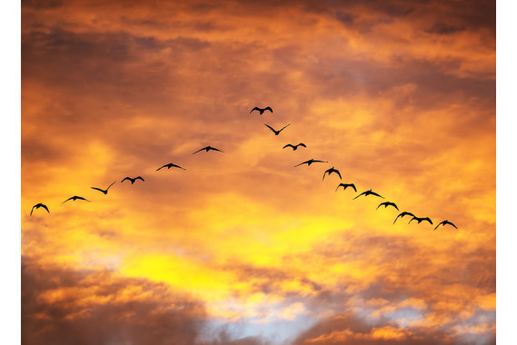 <p>HC - A Grade: Open Print - Birds Formation <small>© Neil Anderson</small></p>
