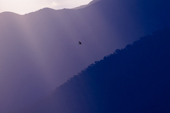 <p>HC - A Grade: Open Digital - Flying Home <small>© Monique Whear</small></p>
