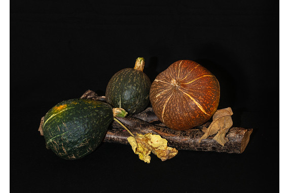 <p>HC - A Grade: Open Digital - Autumn <small>© Christine Dennis</small></p>

