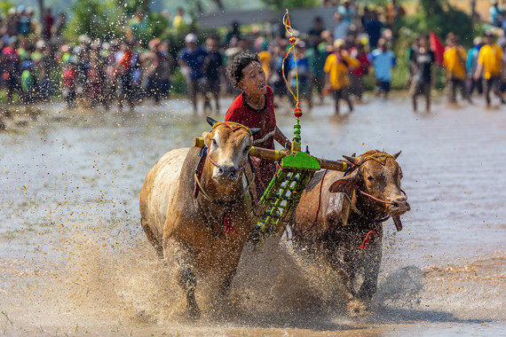 <p>3rd - A Grade: Set Digital - Cow Racing <small>© Wade Buchan</small></p>
