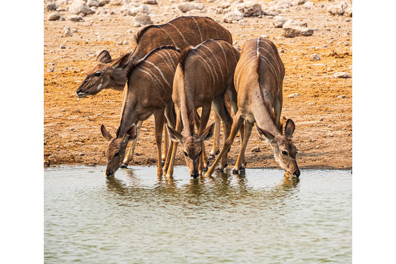 <p>1st - B Grade: Set Print - Kudus Having a Drink <small>© Gayle Tout</small></p>
