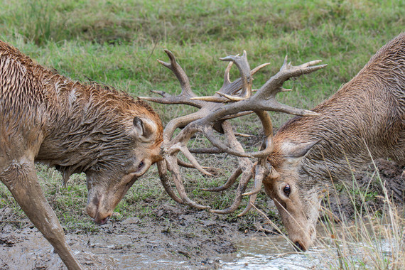 <p>3rd - B Grade: Set Print - Test of Strength <small>© Steven Virag</small></p>
