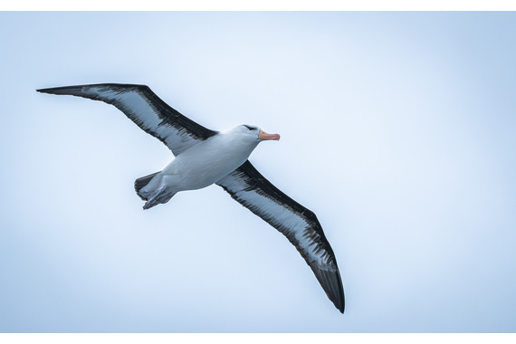 <p>HC - A Grade: Set Print - Black-Browed Albatross <small>© Leo Loque</small></p>
