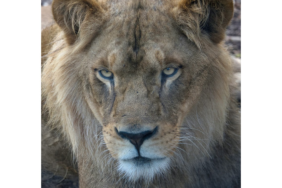 <p>3rd - B Grade: Set Digital - Look Into My Eyes <small>© Steven Virag</small></p>
