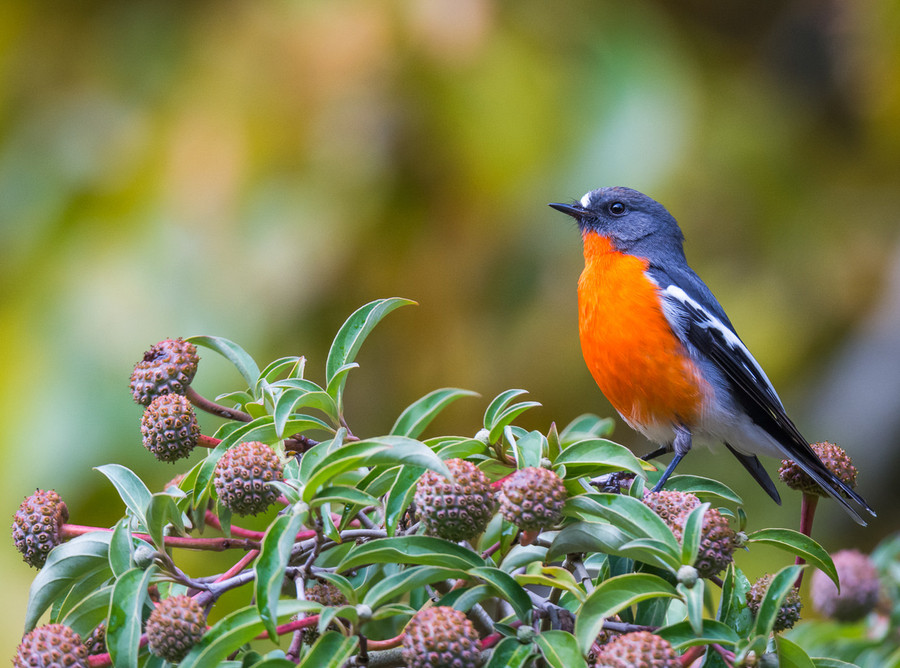 Flame Robin