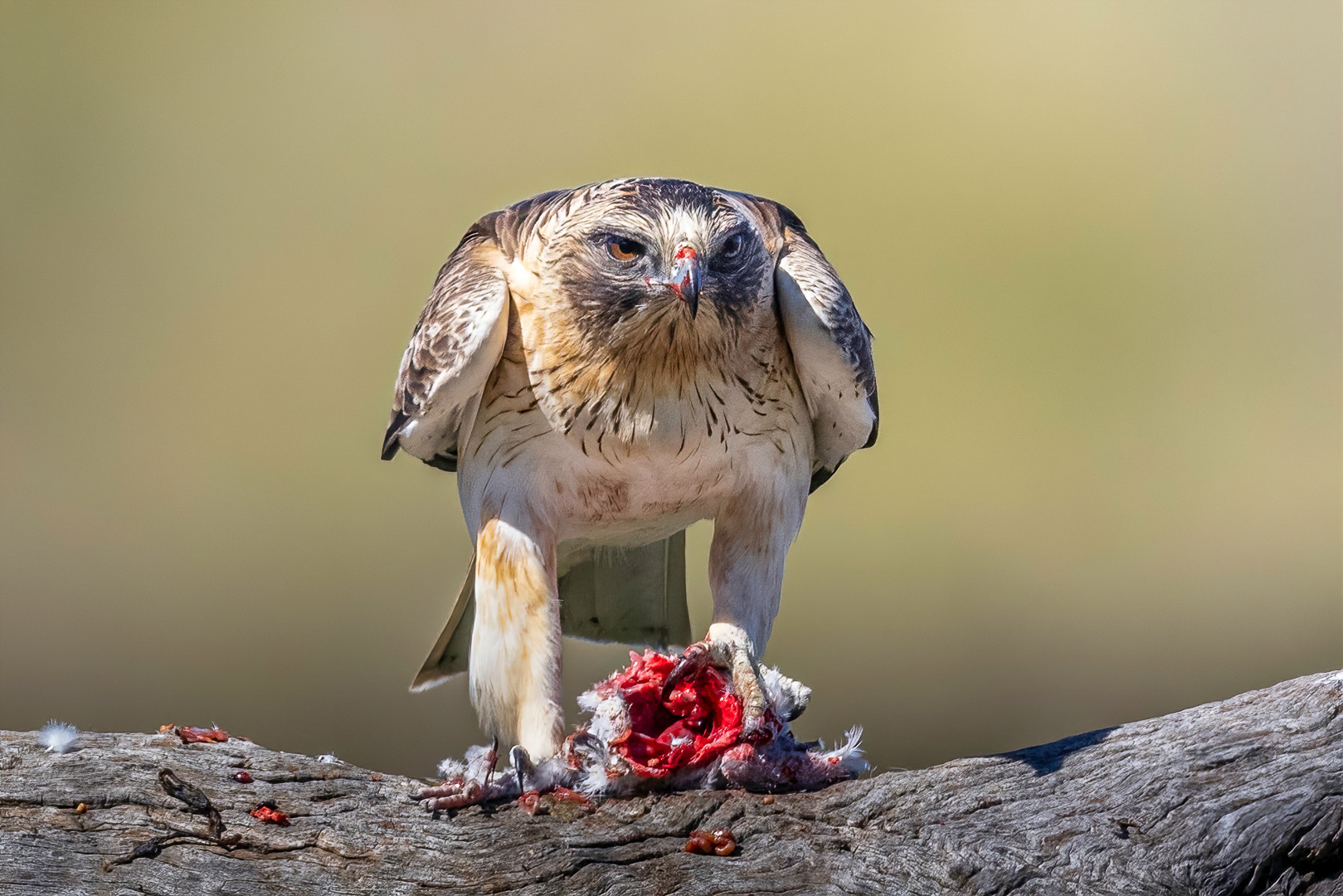 Little Eagle Blood and Guts by Wade Buchan